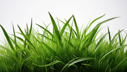 green grass on white background
