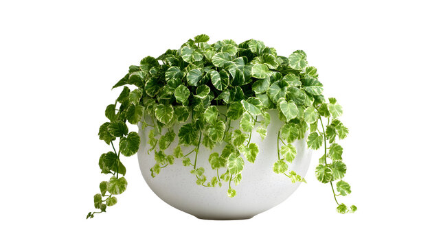 Elegant plectranthus verticillatus in a white pot against a contrasting transparent backdrop