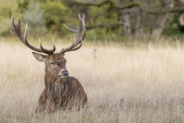 A majestic stag in Richmond Park, London. This photo captures the beauty of wildlife in its natural habitat. Perfect for nature and travel-related projects.