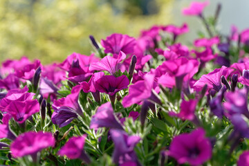 Close up of Purple petunia (Sweetunia, Lilac, Intrinsa, Potunia)