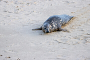 An adorable grey seal pup lies peacefully on a sandy beach, its curious eyes looking directly at the viewer, set against a natural, soft sand backdrop.
