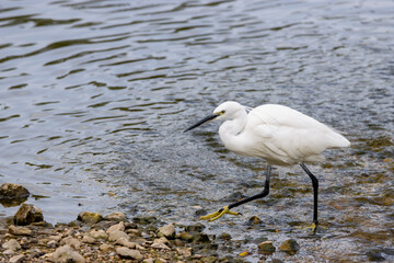 A beautiful white egret gracefully wading at the water's edge, showcasing its distinctive yellow feet against the rippling water and rocky shore.