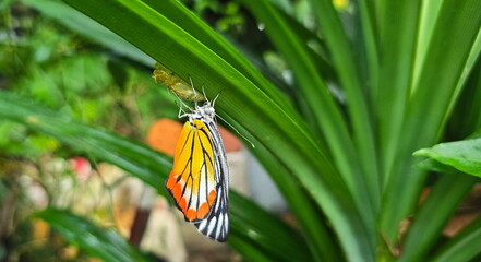 The yellow-orange butterfly that has just emerged from the pupa will fold its wings and sit still...