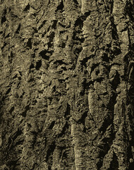 Vector illustration of bark of Amur velvet, Amur cork tree, Phellodendron amurense. Cork tree bark texture. Old Tree bark texture. 
