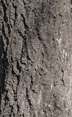 Vector illustration of bark of Amur velvet, Amur cork tree, Phellodendron amurense. Cork tree bark texture. Old Tree bark texture. 
