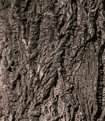 Vector illustration of bark of Amur velvet, Amur cork tree, Phellodendron amurense. Cork tree bark texture. Old Tree bark texture. 
