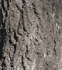 Vector illustration of bark of Amur velvet, Amur cork tree, Phellodendron amurense. Cork tree bark texture. Old Tree bark texture. 
