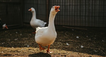 white goose on the farm