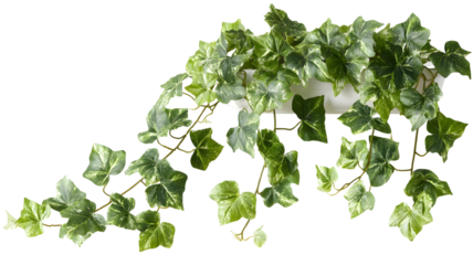 Indoor variegated ivy plant adds a touch of nature to any setting with its beautiful green leaves