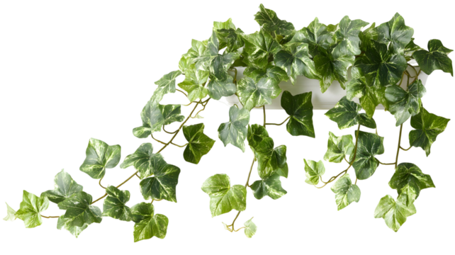 Indoor variegated ivy plant adds a touch of nature to any setting with its beautiful green leaves