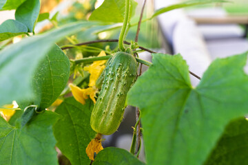 Obraz premium A young green cucumber growing on the vine — a fresh sign of a thriving home garden