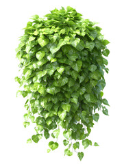 Fototapeta premium Lush Green Pothos Plant Cascading Downwards, Isolated on a transparent background