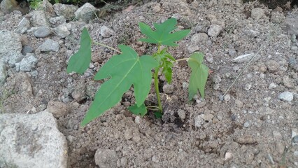 Close up view of papaya tree shoots, Jombang-Indonesia, June 19, 2025