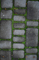 stone paving in the park overgrown with grass. Interesting background, wallpaper