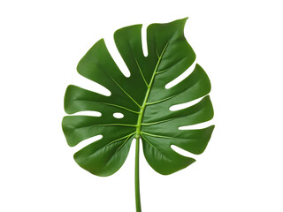 Monstera deliciosa leaf isolated on transparent background