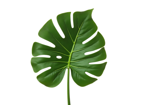 Monstera deliciosa leaf isolated on transparent background