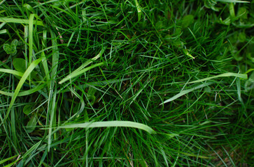 green grass in the morning