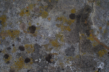 The texture of the old moldy wall is grey-green in color.