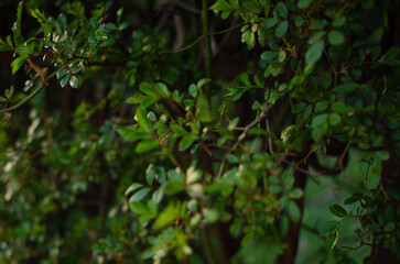 Obraz premium green leaves in the rain