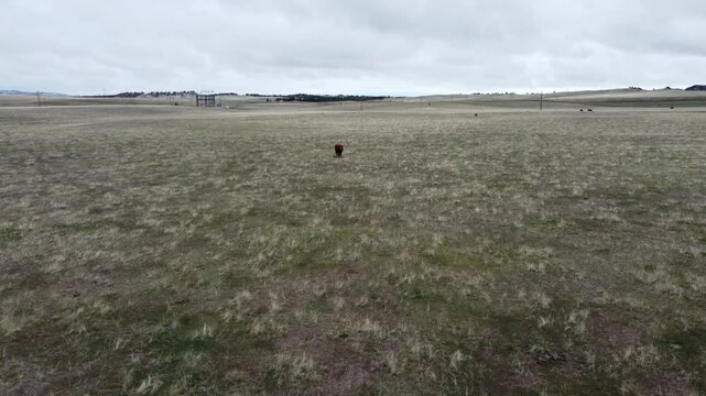 Fly to cow in field 