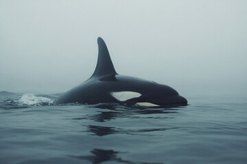 Fototapeta premium Killer Whale Breaching Open Ocean