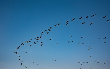 flock of birds