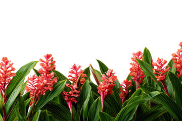  vibrant red ginger flower against green leaves isolated on white background