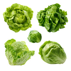 Set of lettuce vegetable png
