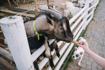 Goat being fed a treat by a person at a farm during the afternoon