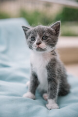 Cute gray and white kitten sitting on a soft blanket in a sunny indoor space