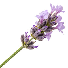 Naklejka premium Aromatic Lavender Flower on a Stem Isolated on Transparent Background