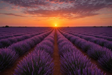 Fototapeten Lavender field at sunset with vibrant orange sky and rows of purple blooms in simple composition. concept of natural beauty, tranquil scenery, serene landscape © Jafree