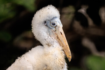 Baby Wood Stork with Fluffy Feathers