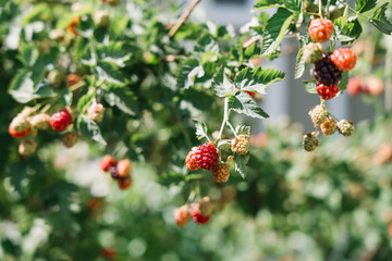 Ripe blackberries growing on bushes in a garden during summer season
