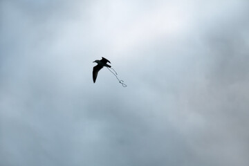 Seagull in flight entangled in a plastic rope. Garbage problems in nature. The animal suffers from dangerous litter