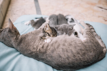 Kittens cuddling with mother cat on soft bedding in cozy indoor setting