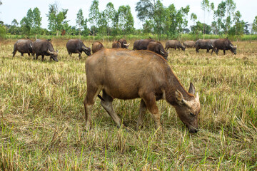 Many thai buffalo.A herd of buffalo is eating grass in the field.