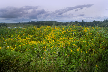 cutleaf coneflower (Rudbeckia laciniata)) Thickets of flowering plants in the wild conditions of the Russian Far East. Sakhalin Island
