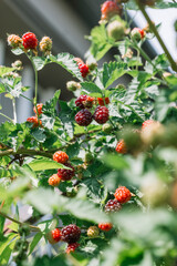 Obraz premium Blackberry bush with ripe and unripe berries in a sunny garden setting during summer