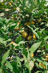 Bright lemons hanging from green branches in a sunny orchard during late spring