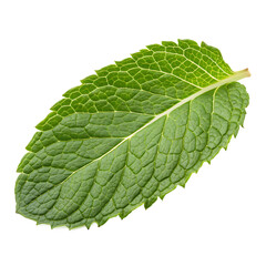 Fototapeta premium Single Fresh Mint Leaf for Flavoring Isolated on Transparent Background