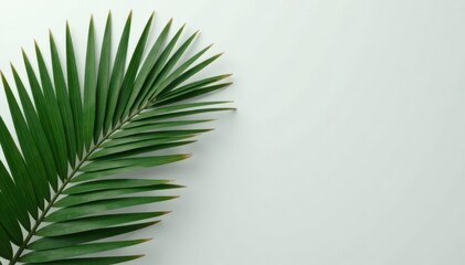 Fototapeta premium Muted gray, single palm frond, clean lines, cosmetic product space, palm leaf, cosmetic