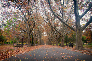 locust trees in autumn in flushing meadows corona park in queens nyc