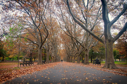 locust trees in autumn in flushing meadows corona park in queens nyc