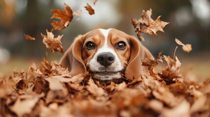 A playful beagle dog peeks out from a pile of vibrant autumn leaves, showcasing the beauty of nature during fall and the joyful spirit of a curious pet in the outdoors.