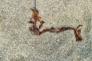 Algae floatsam in the supralithoral of Sea of Japan, sandy shell beach. Japan sea tangle (Laminaria japonica), Red blanket Rhodophyceae, Alaria esculenta, bladderwrack (Fucaceae). Russian Far East