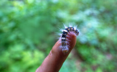 scarce merveille du jour (Moma alpium) it is a diurnal butterfly from the scooper family, found everywhere in the Palearctic, forest pests, feed on oak. Russian Far East