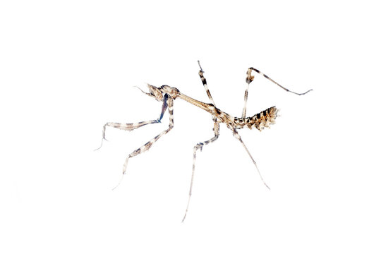 Gray nymph of Praying mantis Empusa fasciata show raptorial forelegs pose of threat, intent of attack, Perfect camouflage coloring, mimicry branches and flowers, wait bee. Ambush predator. On white