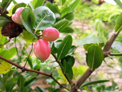 The fruit of the carissa carandas tree is pink when unripe.