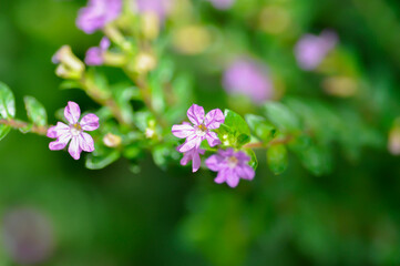 Cuphea hyssopifolia Humb, Cuphea hyssopifolia Kunth or Elfin Herb or False Heather or LYTHRACEAE